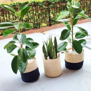 Rubber Plants
