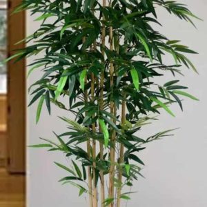 Brown Bamboo Plant