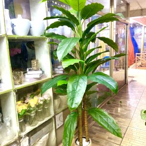 Long Stem Banana Plant