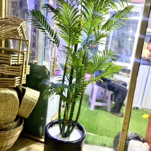 Black Potted Palm