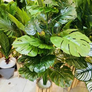 Monstera Plant