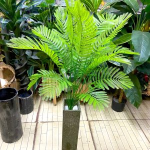 Potted small palm